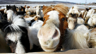 JetBlue: The Law Says We Have To Let Mini Horses On The Plane